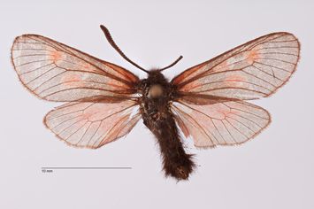 Vorschaubild Zygaena (Agrumenia) exulans sajana Burgeff, 1926